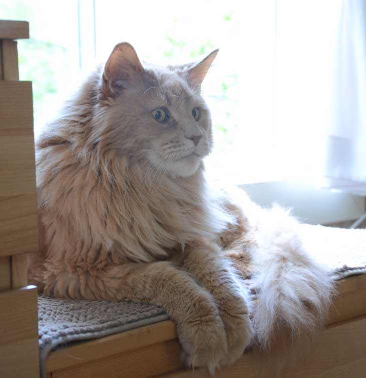 MaineCoon Mantas