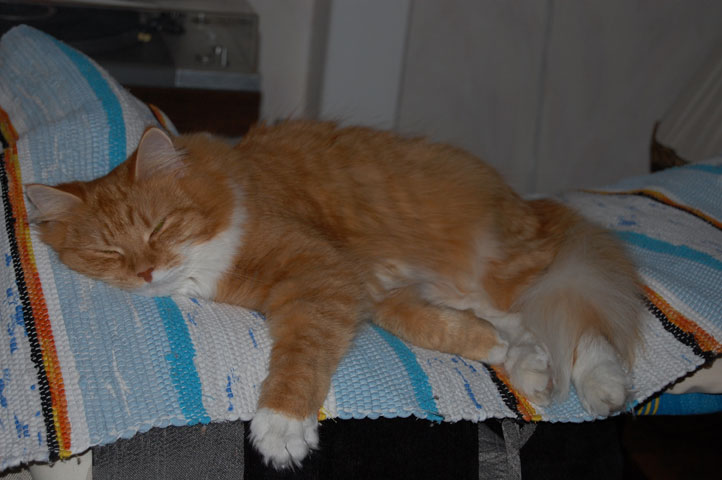 sibirisk katt