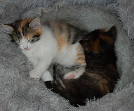 sibiriska kattungar