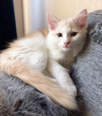 sibirisk katt Blixten