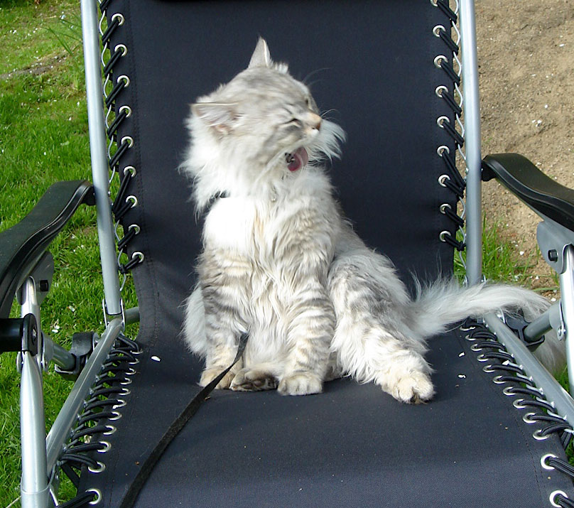 sibirisk katt