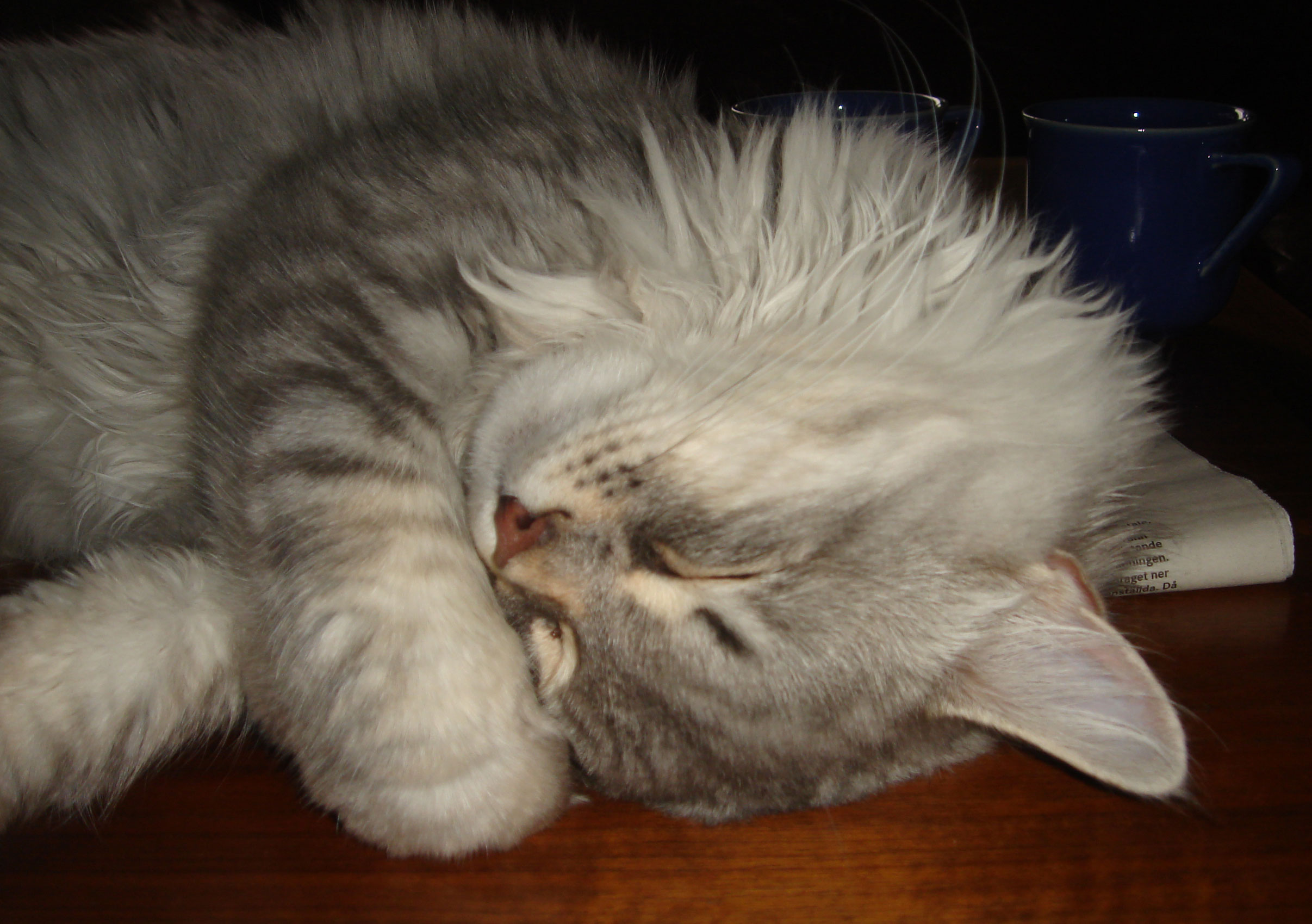 sibirisk katt