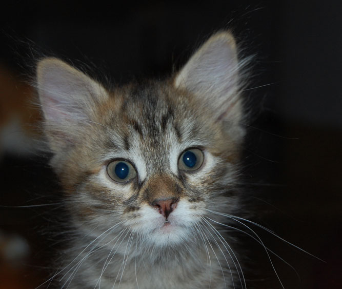 sibirisk kattunge
