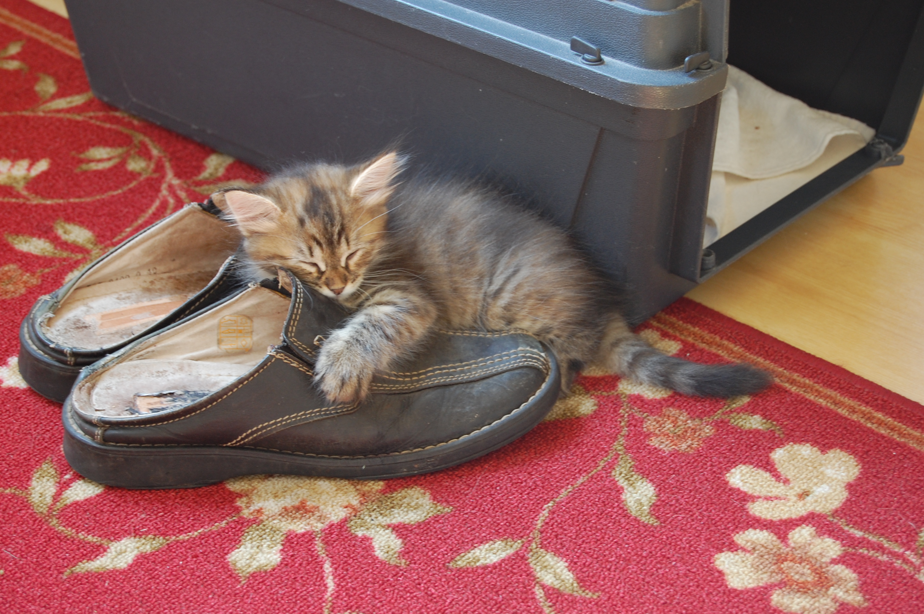 sibirisk kattunge