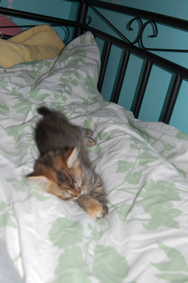 sibirisk kattunge