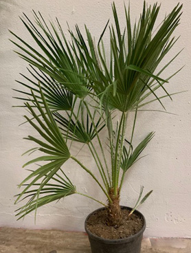 Dvärgpalm