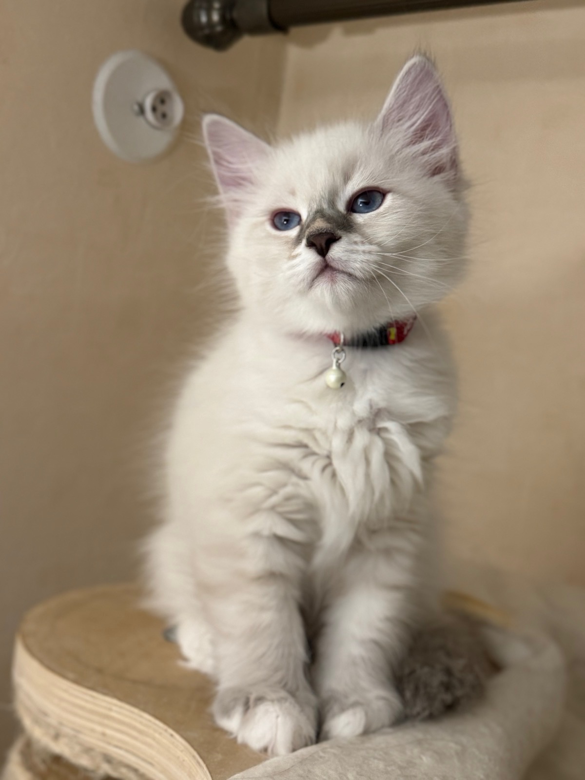 Neva Masquerade kattungehane Enzo