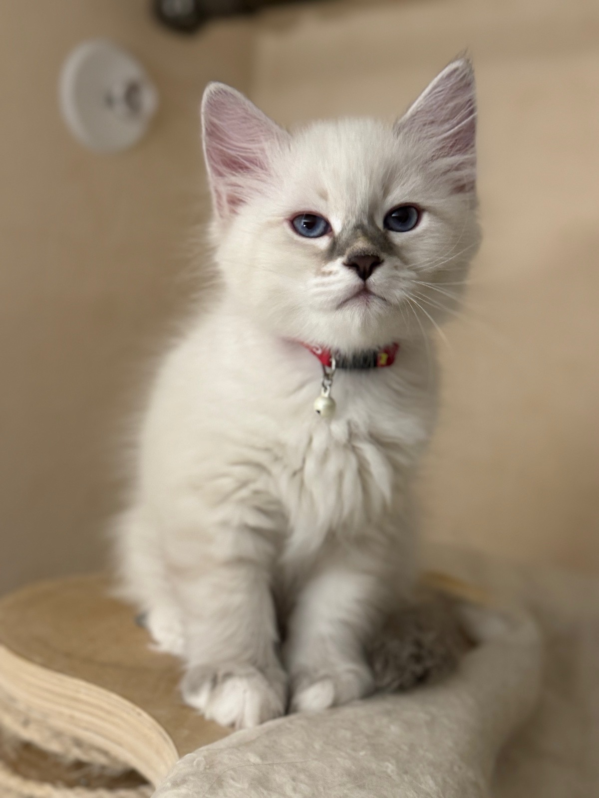 Neva Masquerade katthane Enzo