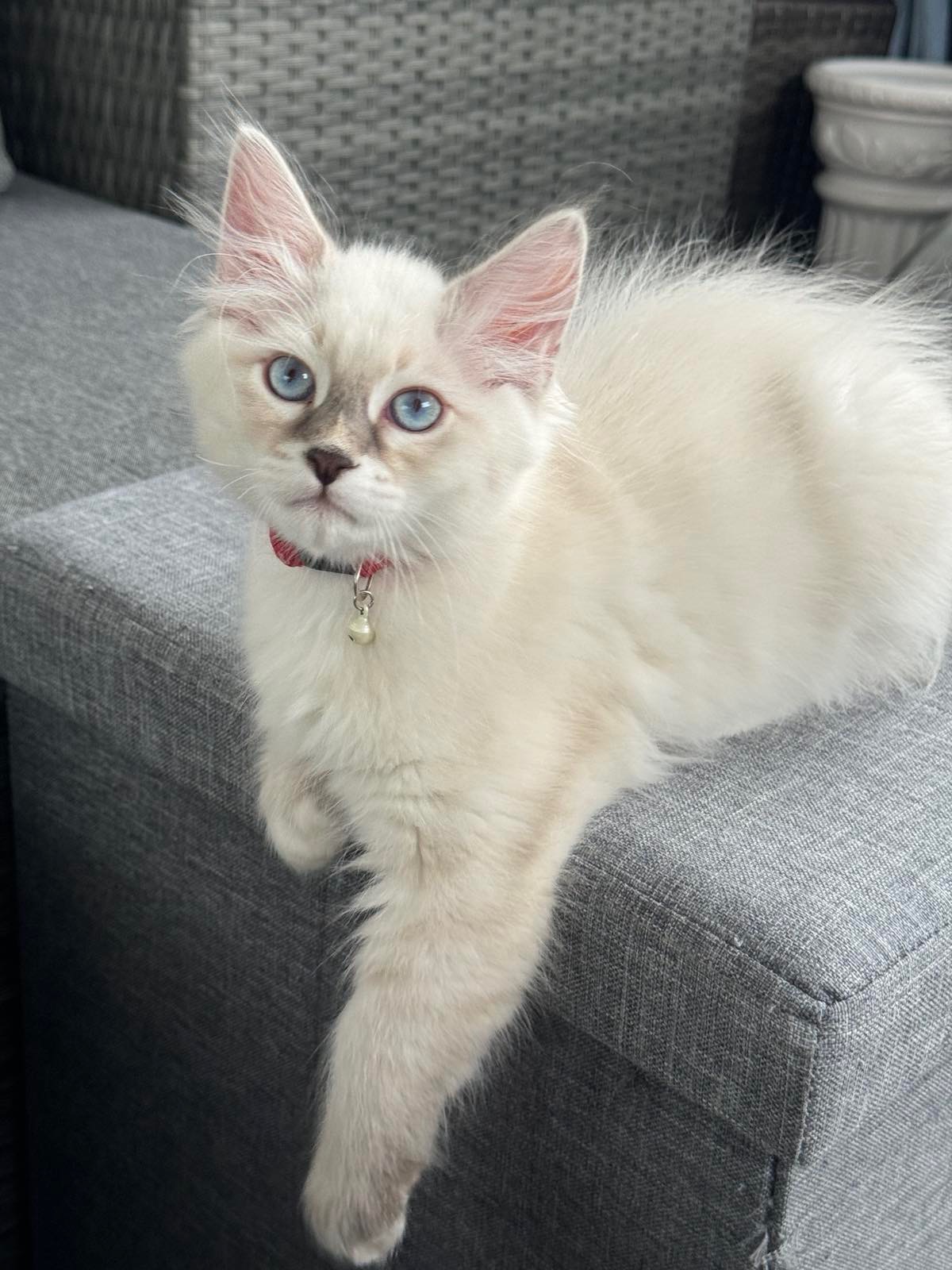 Neva Masquerade katthane