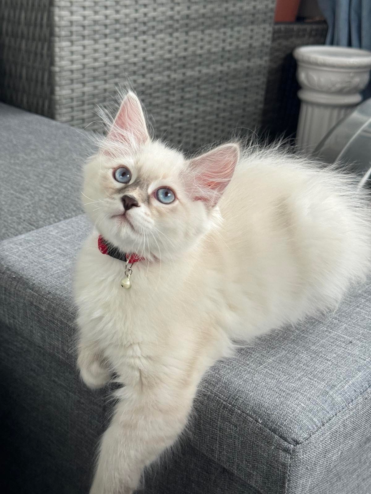 Neva Masquerade katthane Enzo