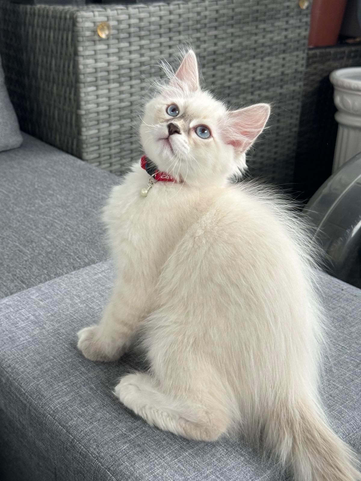 Neva Masquerade katthane