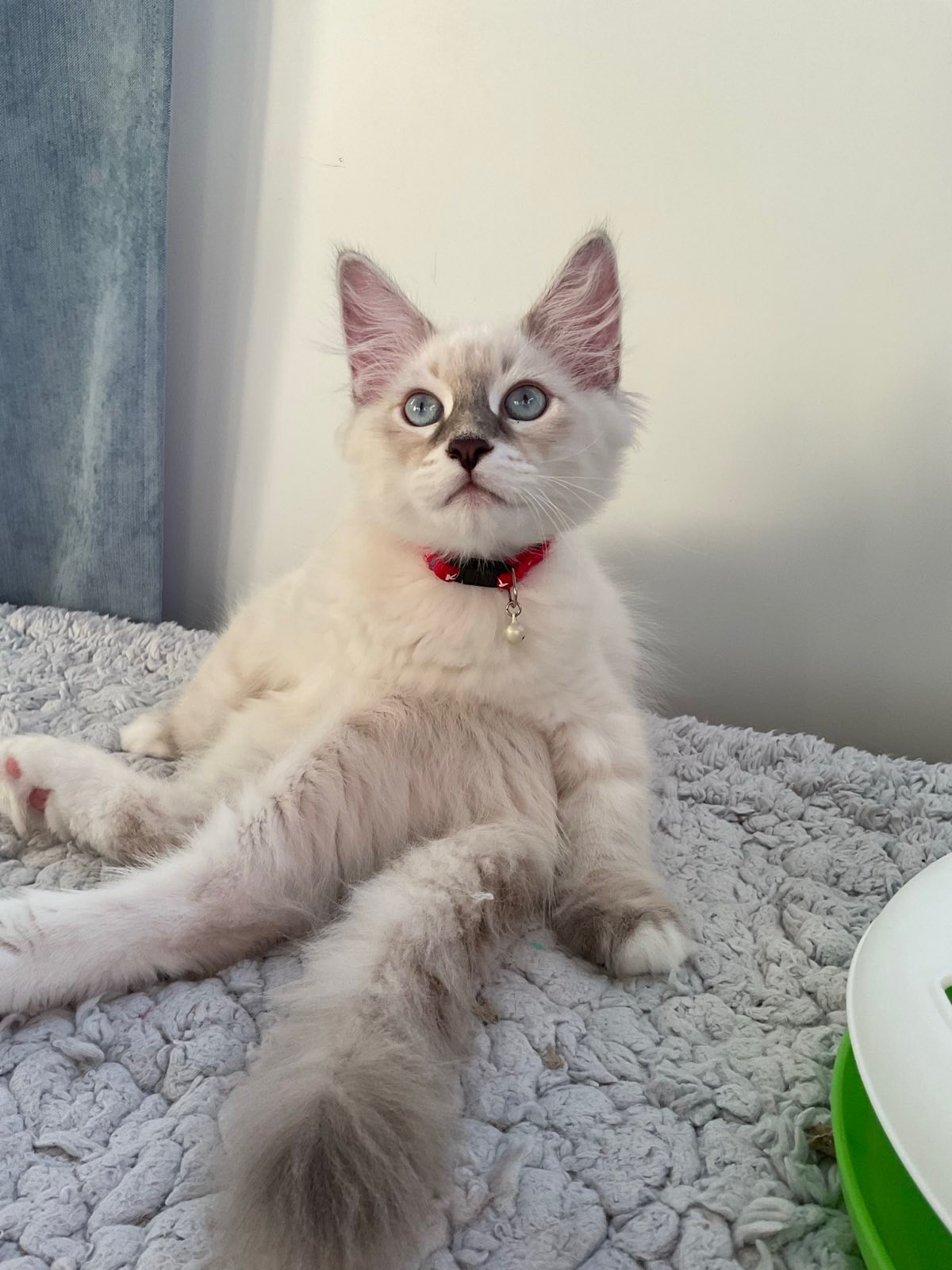 Neva Masquerade katthane