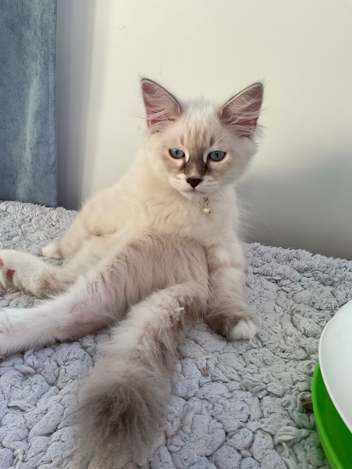 Neva Masquerade katthane Enzo