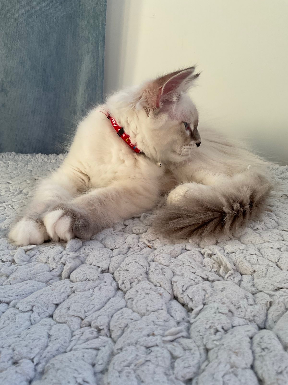 Neva Masquerade katthane Enzo