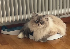 Neva Masquerade kattunge