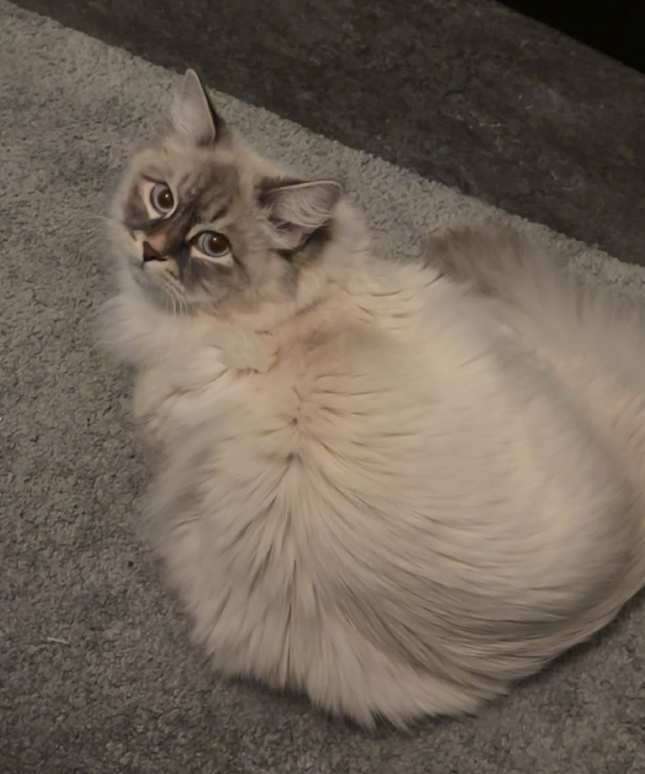 Neva Masquerade hankatt Enzo