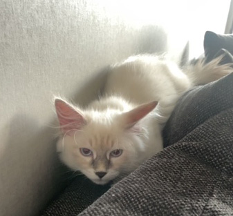 Neva Masquerade hankatt Enzo