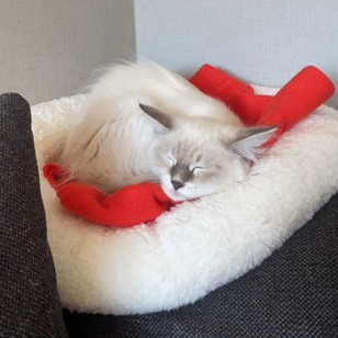 Neva Masquerade hankatt Enzo