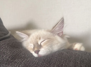 Neva Masquerade hankatt Enzo