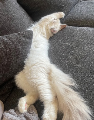 Neva Masquerade hankat tEnzo