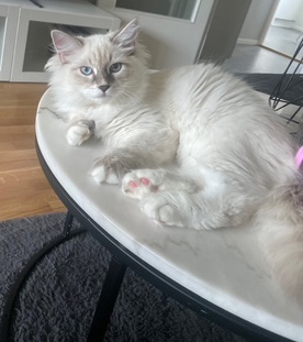 Neva Masquerade hankatt Enzo