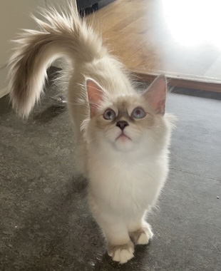 Neva Masquerade hankatt Enzo