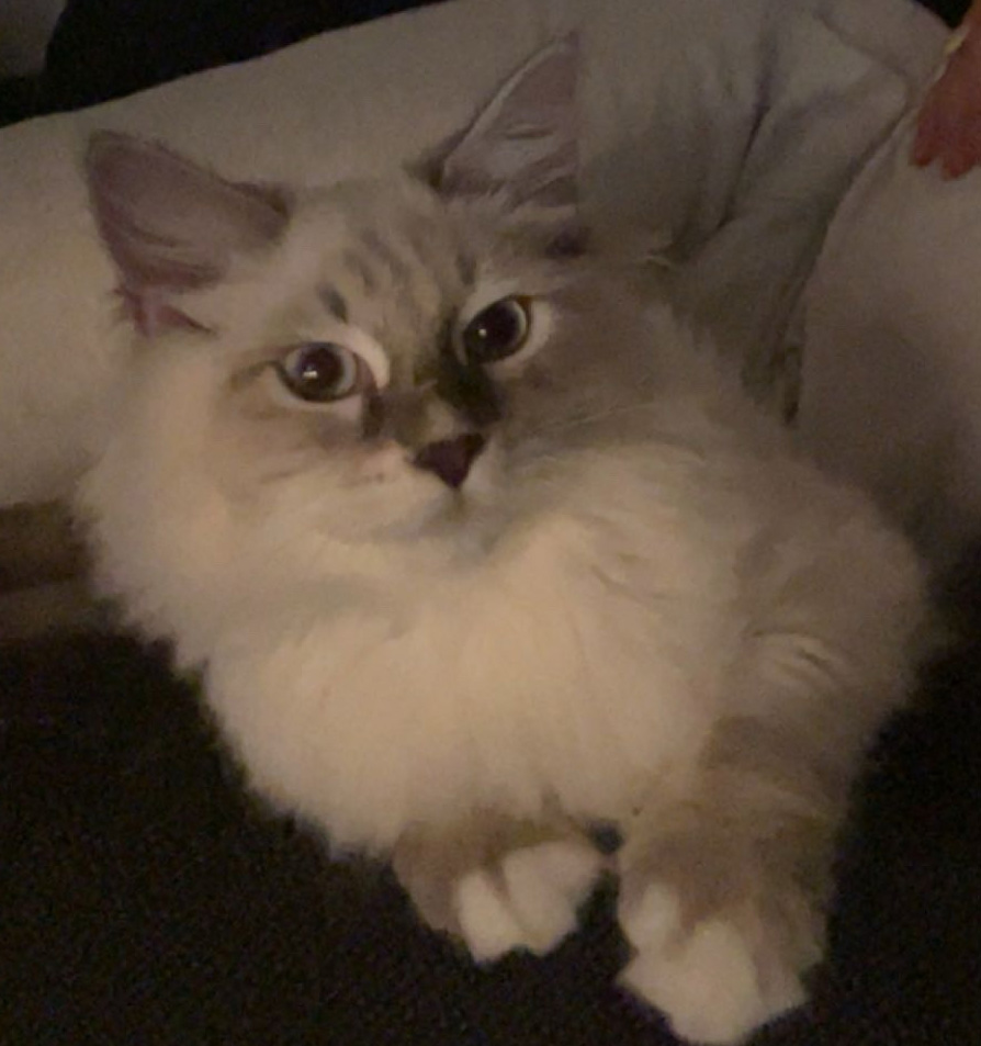 Neva Masquerade katthane Enzo