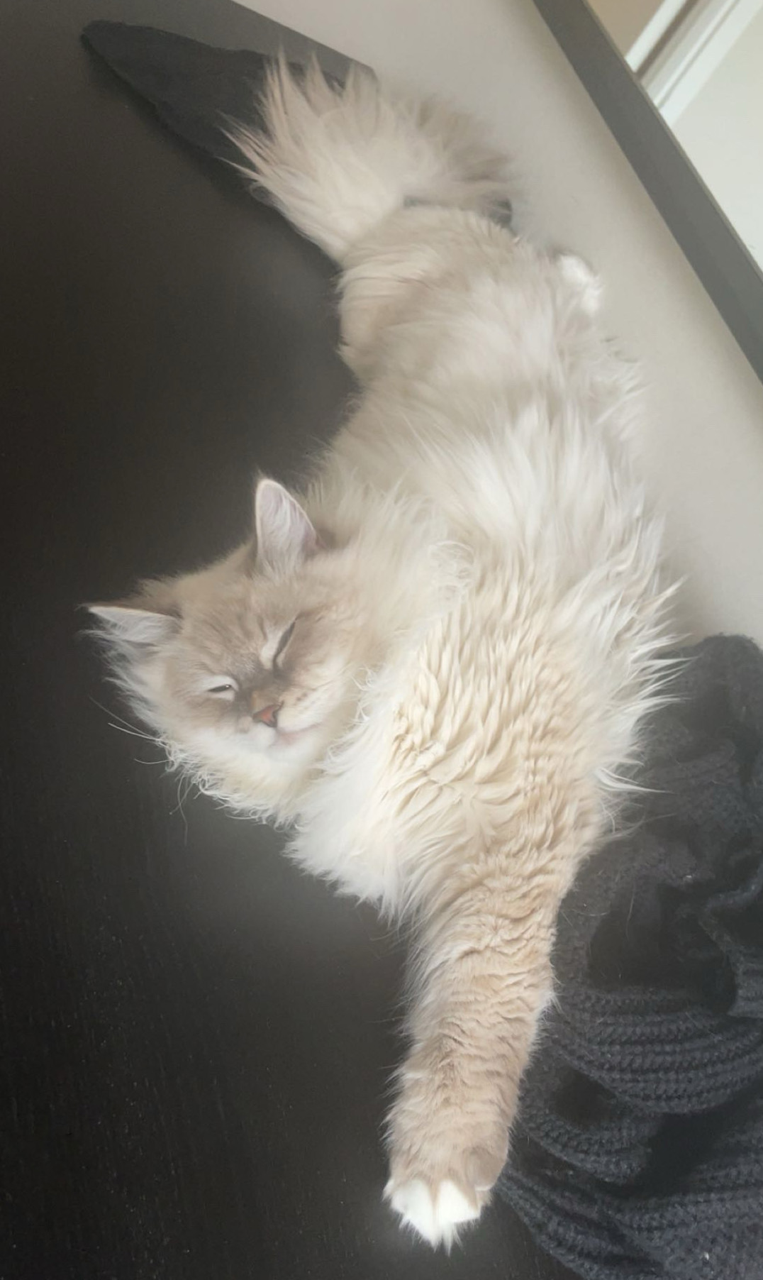 Neva Masquerade hankatt Enzo