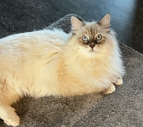 Neva Masquerade hankatt Enzo