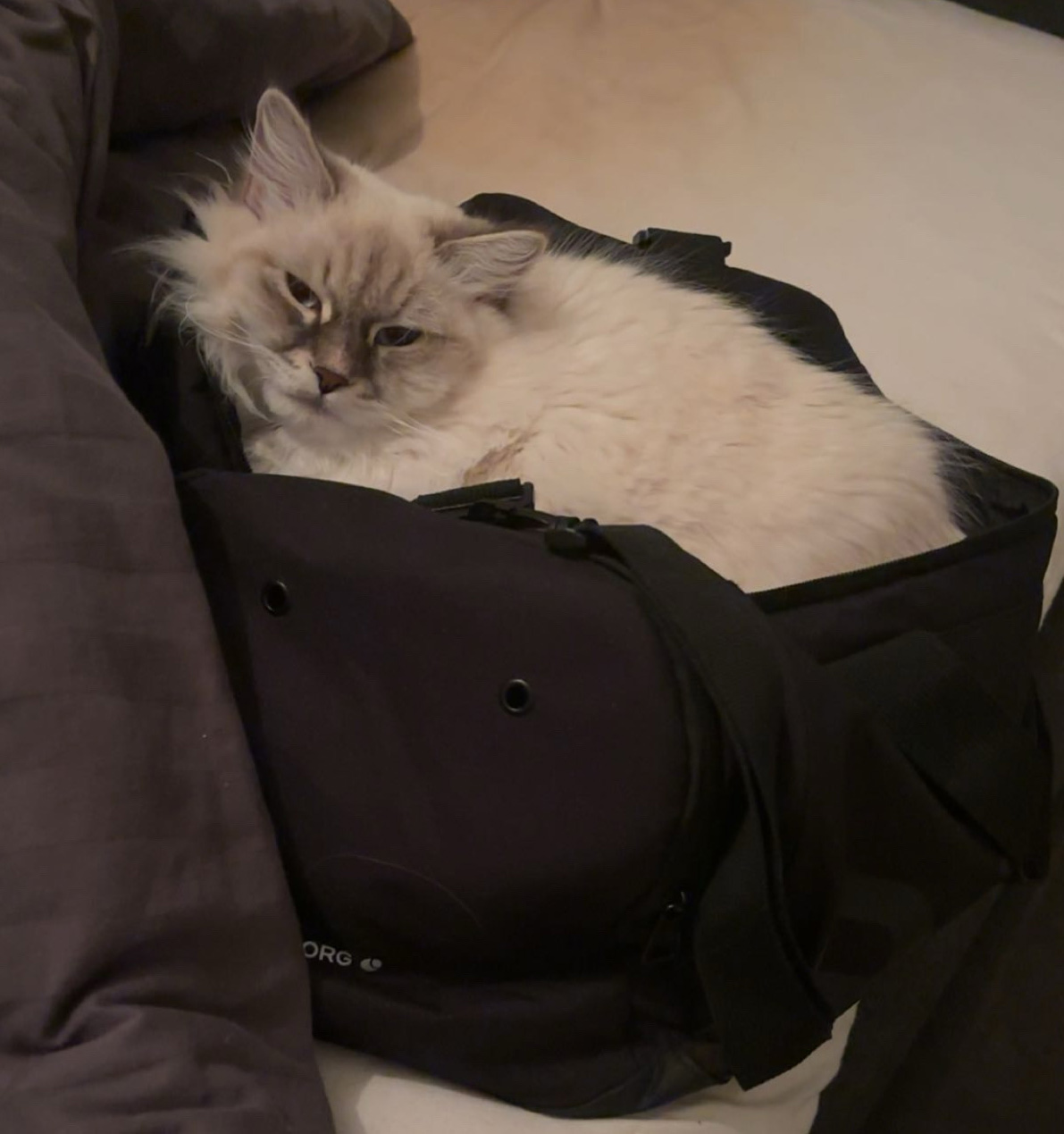 Neva Masquerade hankatt