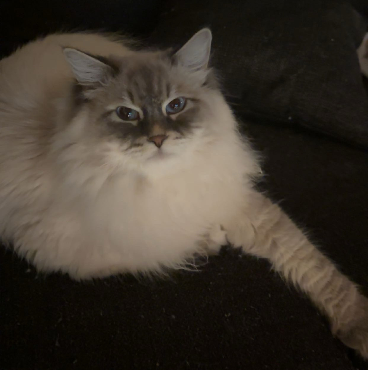 Neva Masquerade hankatt Enzo