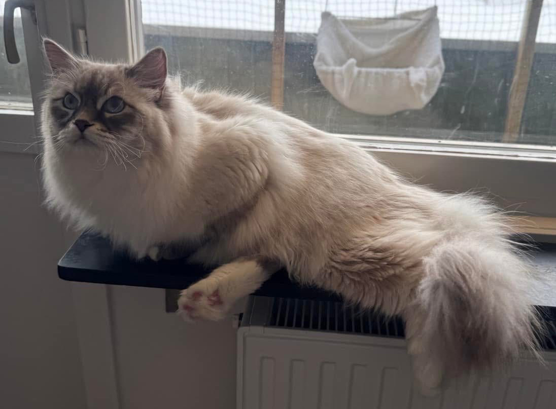 Neva Masquerade katthane Enzo