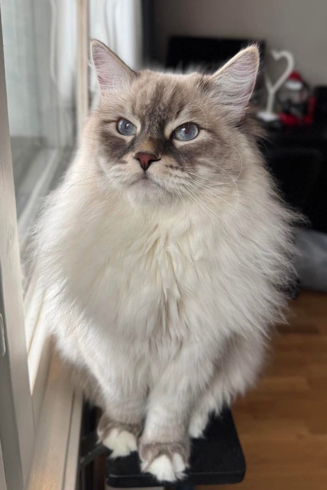 Neva Masquerade katthane