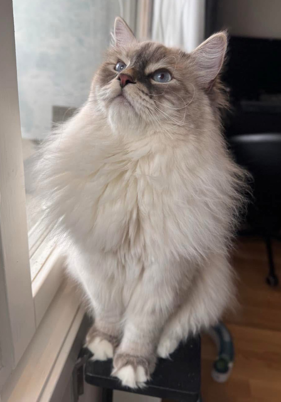 Neva Masquerade hankatt Enzo