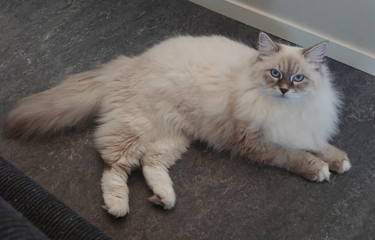 Neva Masquerade katt hane Enzo