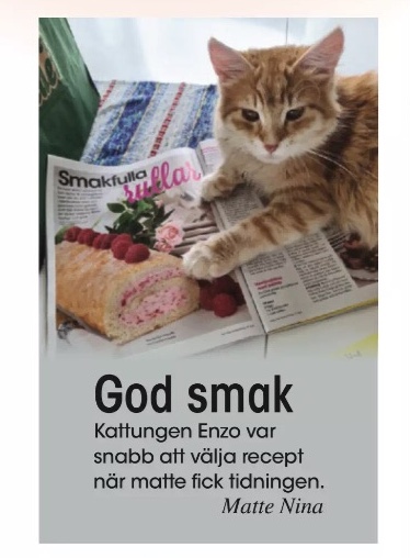 Sibirisk katt Ferrari