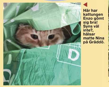 Sibirisk katt Ferrari