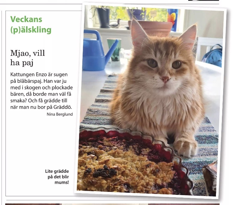 Sibirisk katt Ferrari