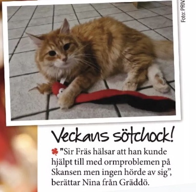 Sibirisk katt Ferrari