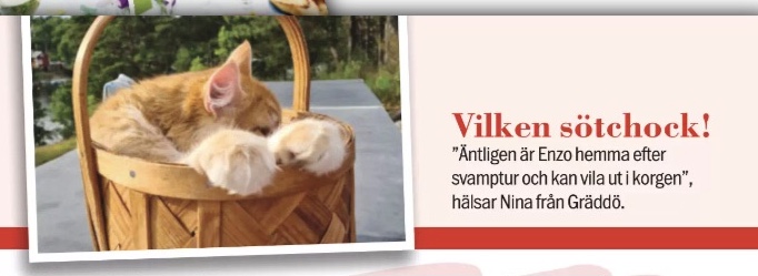 Sibirisk katt Ferrari