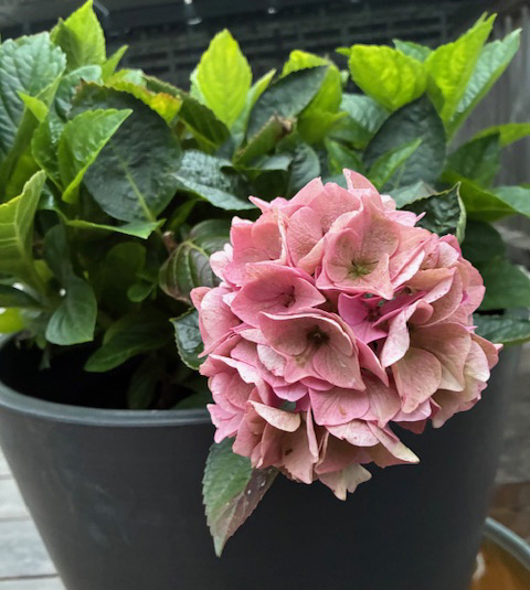 Växt Hortensia