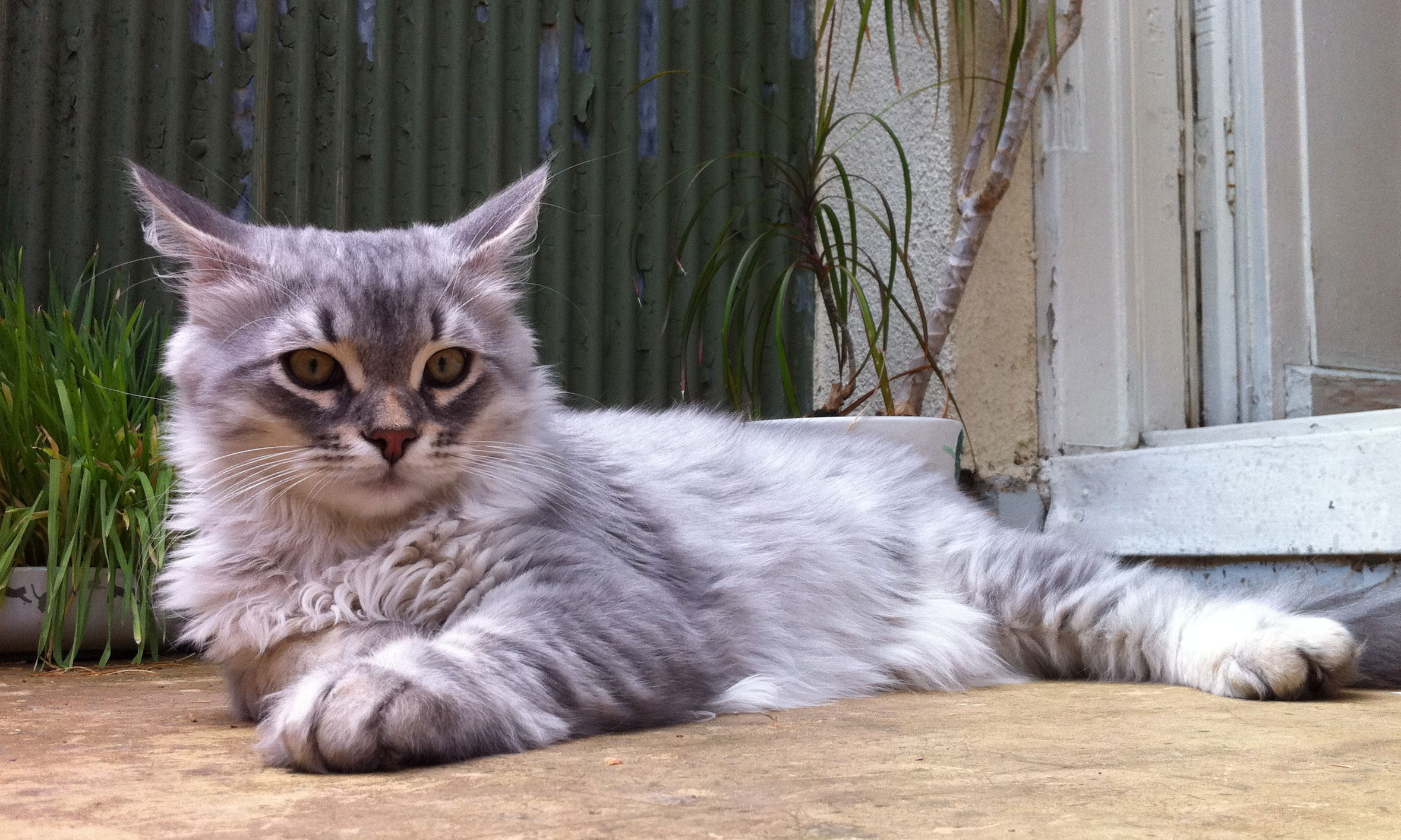 sibirisk katt