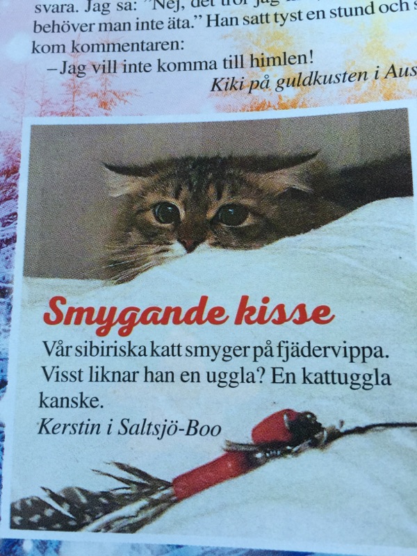 Sibirisk katt Black