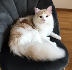 sibirisk katt Blixten