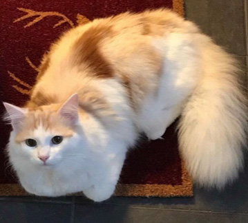 sibirisk katt Blixten