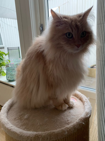sibirisk katt Figaro