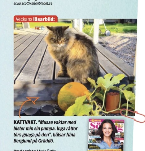 Sibirisk katt Black