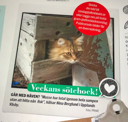 Sibirisk katt Black