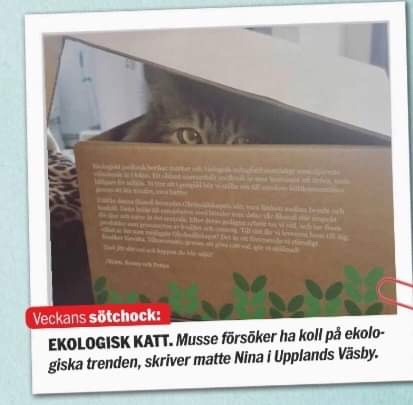 Sibirisk katt Black