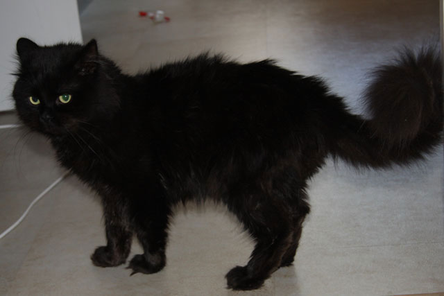 sibirisk katt
